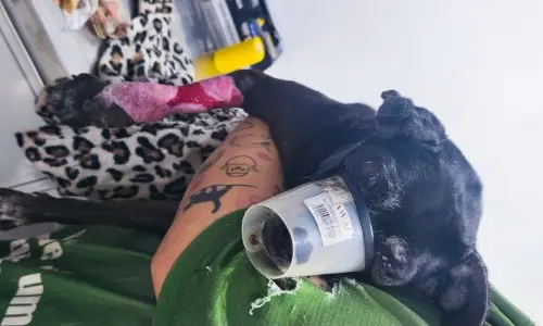 Cão com ferimentos expostos é resgatado pela Guarda Municipal após negligência do dono