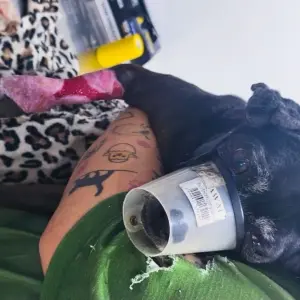 Cão com ferimentos expostos é resgatado pela Guarda Municipal após negligência do dono