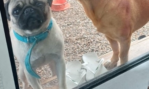 Pug desaparece no bairro Joaia em Tijucas; tutora e familiares pedem ajuda