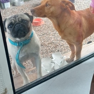 Pug desaparece no bairro Joaia em Tijucas; tutora e familiares pedem ajuda