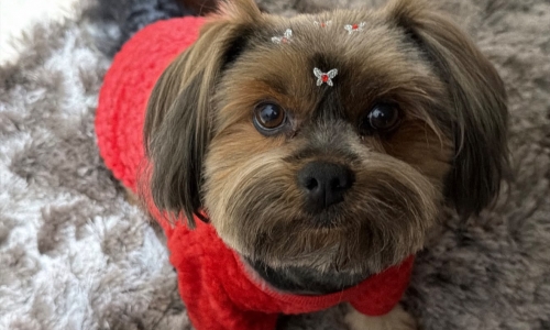 Família busca ajuda para encontrar cão que sumiu no bairro Praça, em Tijucas
