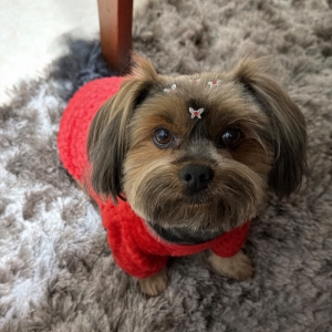Família busca ajuda para encontrar cão que sumiu no bairro Praça, em Tijucas