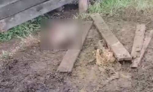 Criminosos abatem vaca e levam carne de propriedade durante a madrugada