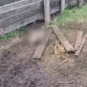 Criminosos abatem vaca e levam carne de propriedade durante a madrugada