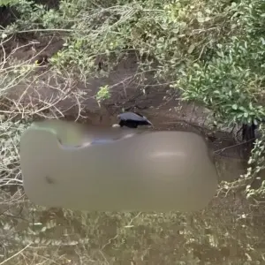 Corpo em decomposição é localizado em área de mangue; identificação no local não foi possível