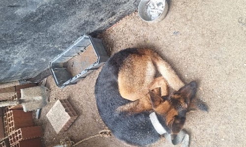 Cão encontrado desnutrido e acorrentado é resgatado por policiais