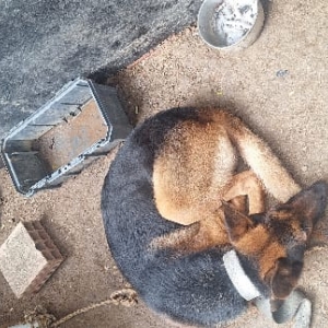 Cão encontrado desnutrido e acorrentado é resgatado por policiais