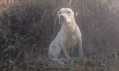 Animal é resgatado por moradores após ser abandonado com ferimentos graves em lixão