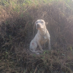 Animal é resgatado por moradores após ser abandonado com ferimentos graves em lixão