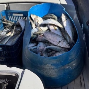 Quatro pescadores são detidos por pesca ilegal em reserva biológica marinha