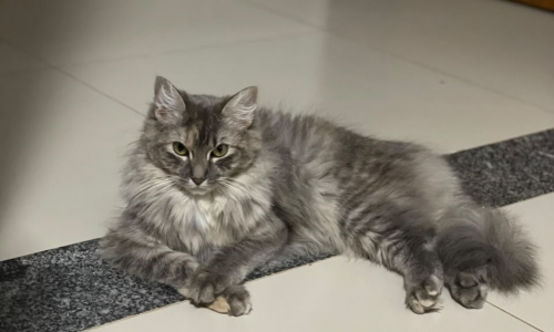 Família divulga cartaz para encontrar gata desaparecida em Porto Belo