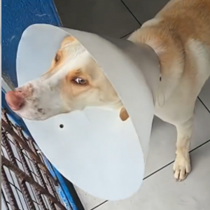 Cão comunitário é atropelado e tem abrigo destruído em Itapema