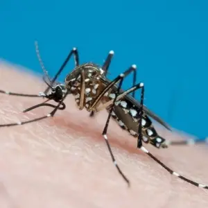 Vigilância epidemiológica de São João Batista adota novo método para rastrear o mosquito da dengue