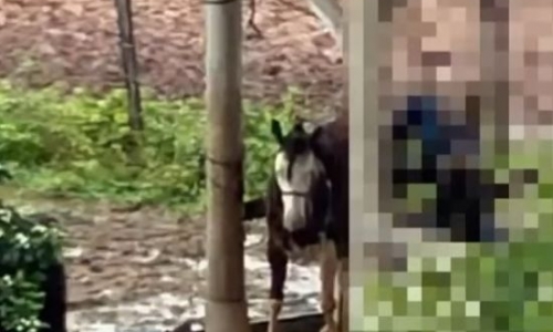 Abuso sexual contra animal é registrado em São João Batista e será investigado