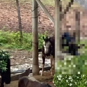 Abuso sexual contra animal é registrado em São João Batista e será investigado