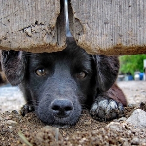 Animal abandonado em sacola é encontrado por populares em Itapema; tutor foi preso por maus-tratos