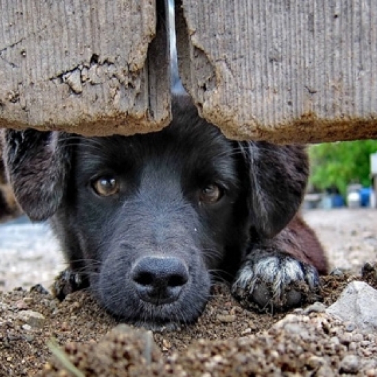 Animal abandonado em sacola é encontrado por populares em Itapema; tutor foi preso por maus-tratos