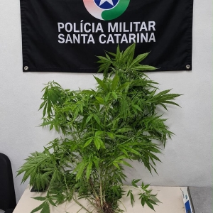 Denúncia de moradores leva PM a descobrir plantação de maconha em Itapema