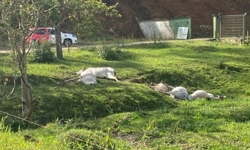 VÍDEO ▶️ | Cinco animais morrem eletrocutados após fio de alta tensão cair sobre cerca elétrica em Nova Trento
