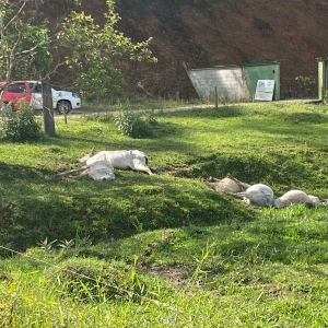 VÍDEO ▶️ | Cinco animais morrem eletrocutados após fio de alta tensão cair sobre cerca elétrica em Nova Trento