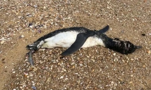 Morte de pinguins na Praia do Estaleiro preocupa equipes de monitoramento ambiental