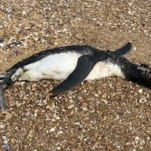 Morte de pinguins na Praia do Estaleiro preocupa equipes de monitoramento ambiental