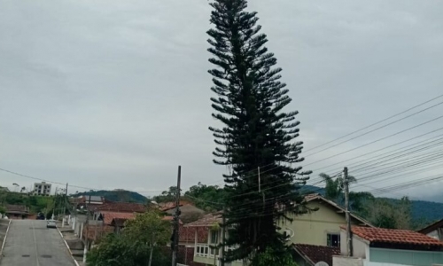 Poda de árvore provocará corte de energia em bairro de São João Batista na próxima terça-feira
