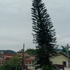 Poda de árvore provocará corte de energia em bairro de São João Batista na próxima terça-feira