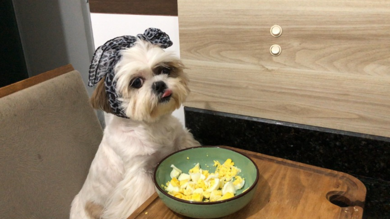 Você sabia que o ovo é um superalimento para seu cachorro? Descubra todos os benefícios e cuidados ao incluir esse ingrediente na dieta do seu pet! 