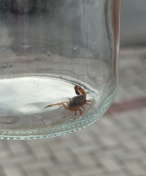 Escorpião-Amarelo em Tijucas: Vigilância dá orientações após primeiro caso