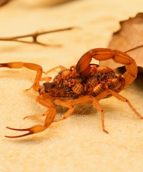 Município captura 18 escorpiões em um mês