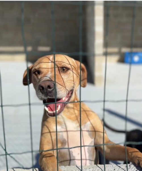 GOR realiza trabalho com animais na região