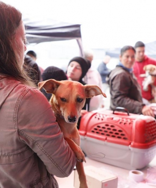 DIRETO DA REDAÇÃO | Programa estadual traz atendimento pet a Tijucas