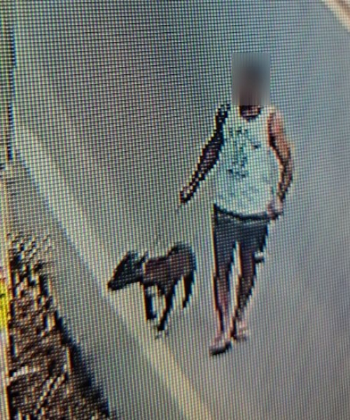 Abandono de animais é maus-tratos e pode gerar prisão