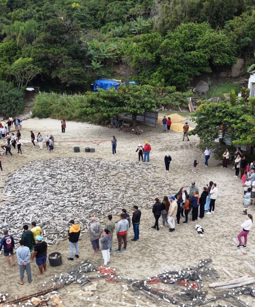 Safra da Tainha movimenta praias de Bombinhas e Costa Esmeralda
