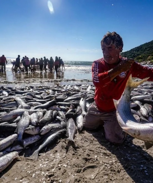 DIRETO DA REDAÇÃO | Governo amplia em 430 toneladas cota de pesca da tainha