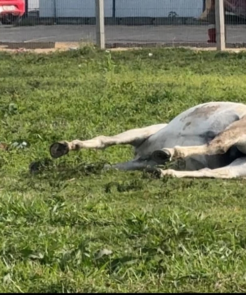 Cavalo morre no centro de Tijucas 