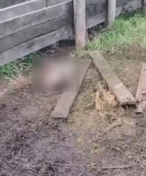 Criminosos abatem vaca e levam carne de propriedade durante a madrugada