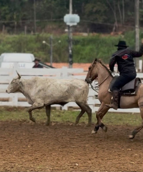 LAÇO | Um dos destaques do rodeio foi a prova do Laço Comprido 