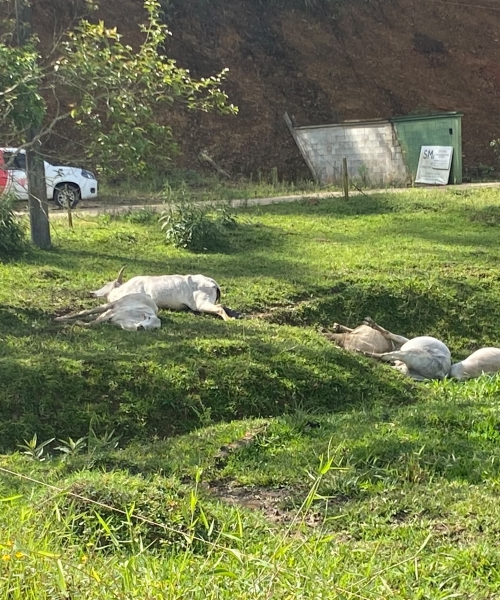 Cinco animais morrem eletrocutados em Nova Trento